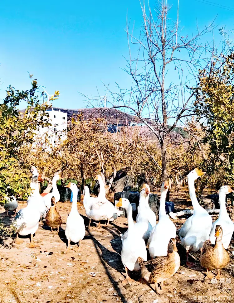 金牛山石榴园随拍